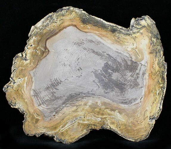 Petrified Wood Round - Sweethome, Oregon #24247